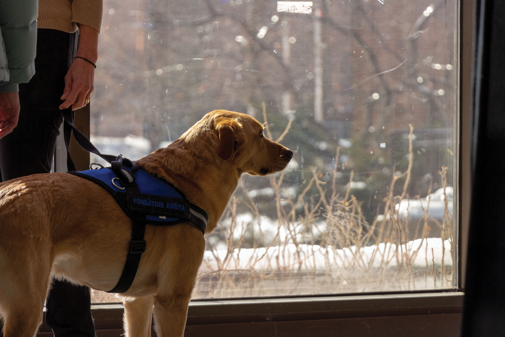 This acts as an example of an image before proper editing. It depicts a dog looking out a window with the sun shining through and lighting up his golden fur.