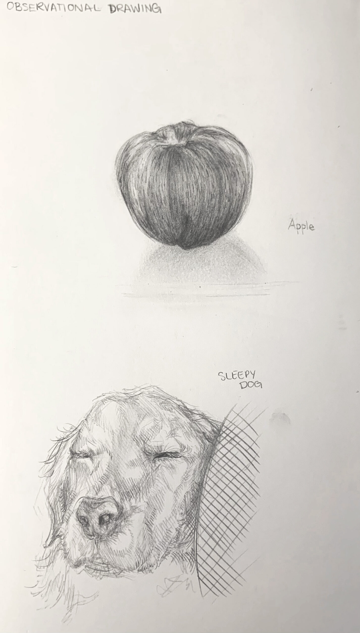 Sketches from a still life drawing class. One sketch depicts a dog and the other depicts an apple. Both were done with a graphite pencil.