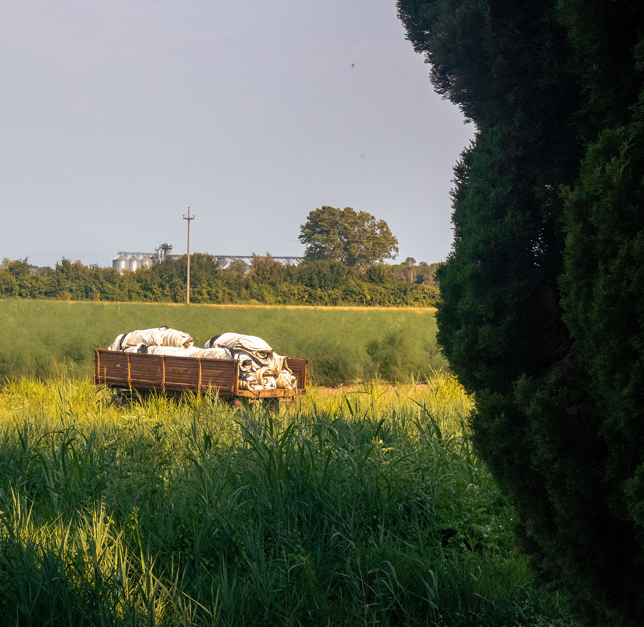 A trolley of rolled canvas sits in the middle of a field of wheat.