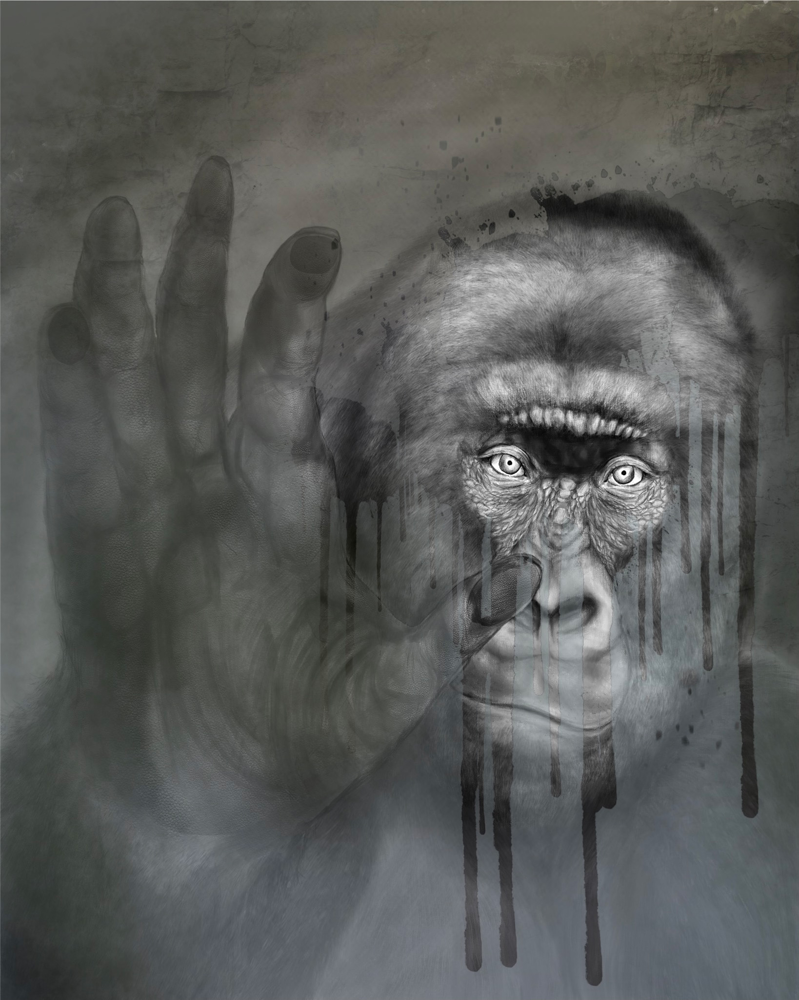 Gorilla behind glass all in black and grey. Drawn digitally using procreate.